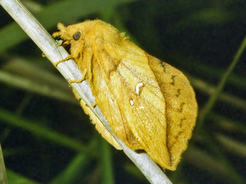 Euthrix potatoria (Lepidoptera, Lasiocampidae)